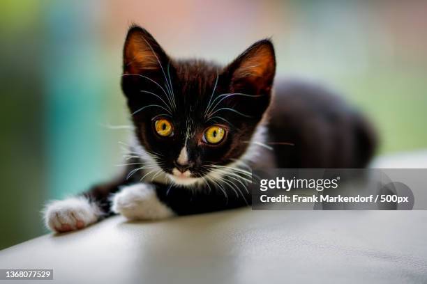 close-up portrait of cat sitting on floor - kitten stockfoto's en -beelden