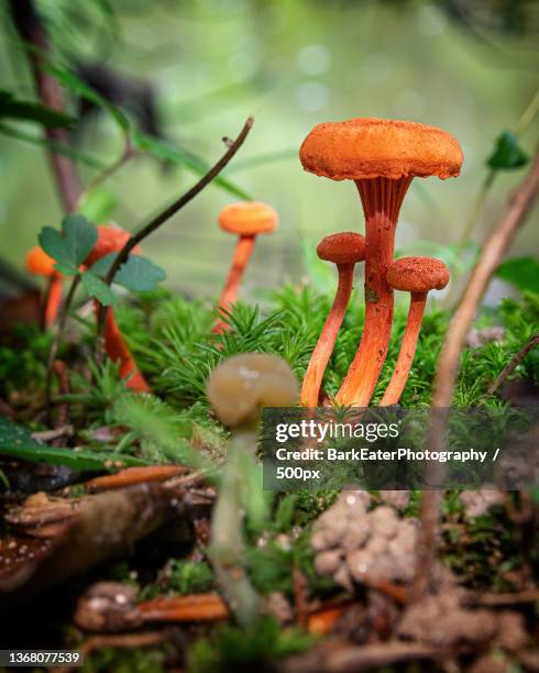 orange mushroom,close-up of mushrooms growing on field - green mushroom stock pictures, royalty-free photos & images