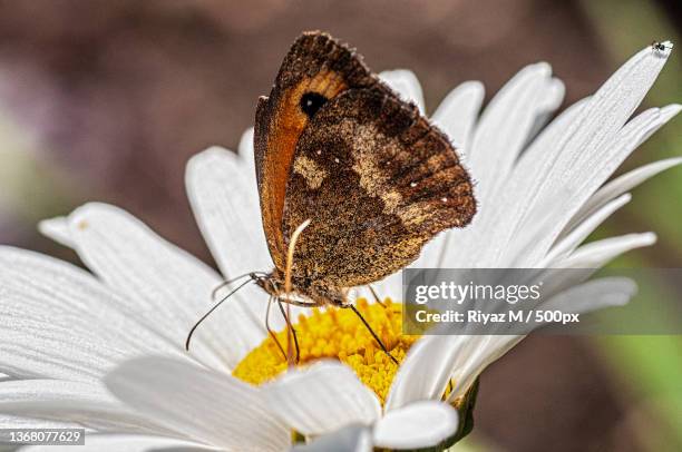 in my garden,close-up of butterfly pollinating on flower,london,united kingdom,uk - oxeye daisy stock pictures, royalty-free photos & images