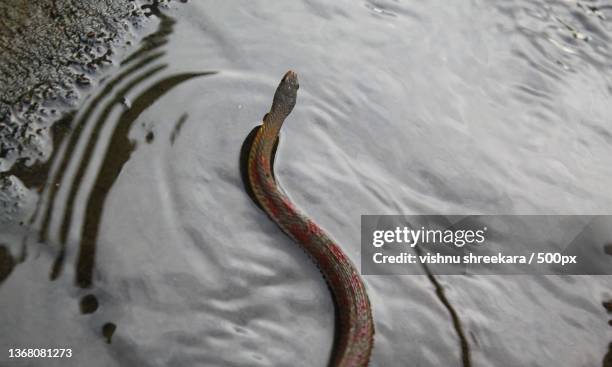 high angle view of water snake on lake,shivamogga,karnataka,india - water snake stock pictures, royalty-free photos & images