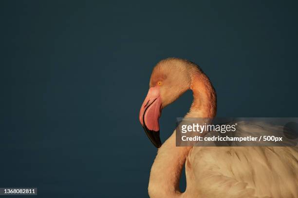 flamingo,close-up of greater flamingo against sky,france - oiseau tropical fotografías e imágenes de stock
