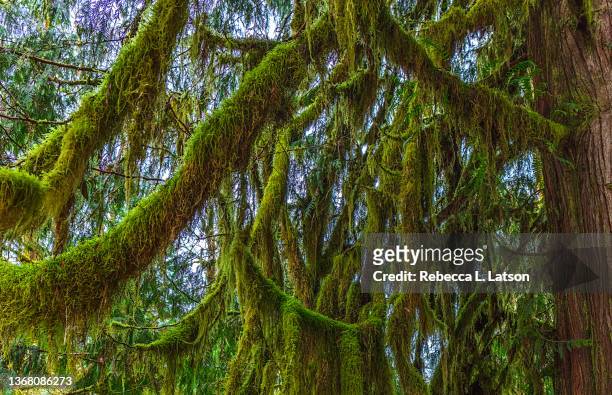moss-draped cedar branches - temperate rainforest stock pictures, royalty-free photos & images