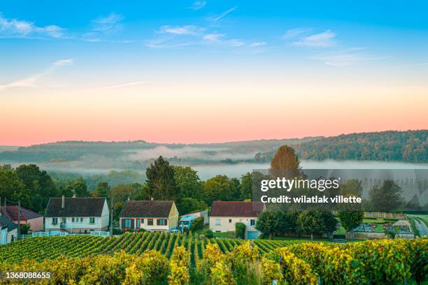 vineyards and grapes in a hill-country farm in france. - エペルネ ストックフォトと画像