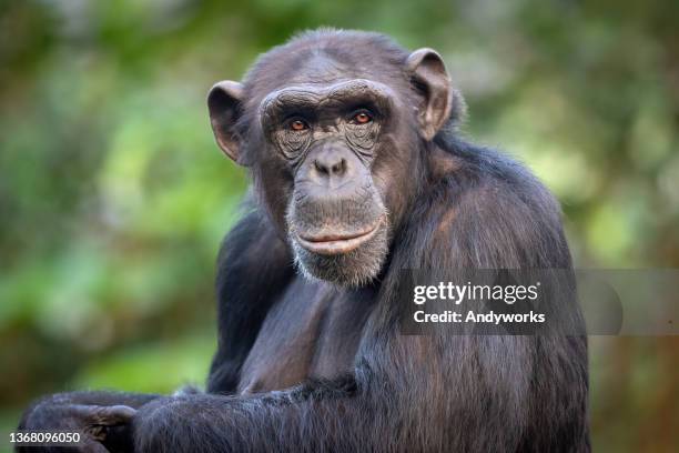 scimpanzé comune maschio - common chimpanzee foto e immagini stock