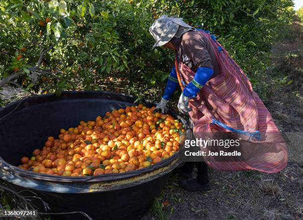 Alex Escobar picks oranges in one of the Peace River Packing Company groves on February 01, 2022 in Fort Meade, Florida. A U.S. Department of...