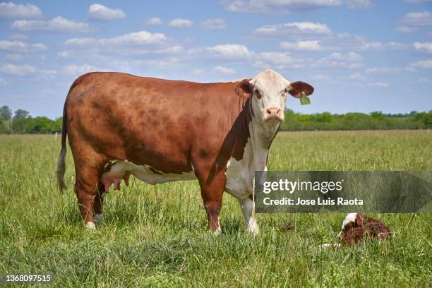 a mother cow caring for her young brown and white calf. cow and calf. - euter stock-fotos und bilder