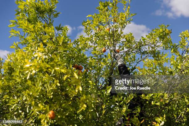 Julio Baltazar picks oranges from a tree in one of the Peace River Packing Company groves on February 01, 2022 in Fort Meade, Florida. A U.S....