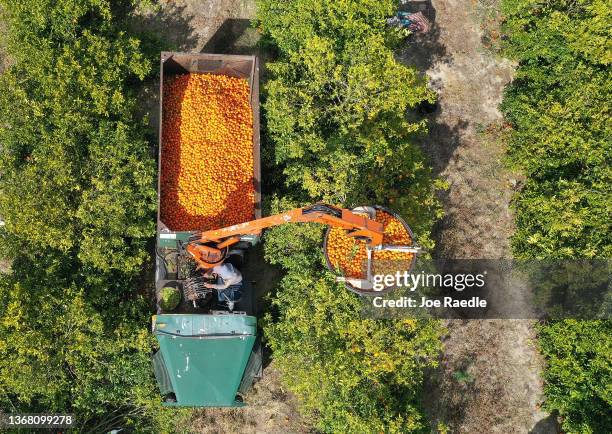 In an aerial view, Angel Hernandez drives a fruit loader as he helps harvest oranges at one of the Peace River Packing Company groves on February 01,...