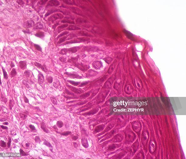 taste bud, light micrograph - taste bud stock pictures, royalty-free photos & images