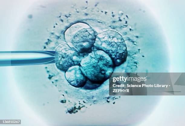 embryo selection for ivf light micrograph - magnificación fotografías e imágenes de stock
