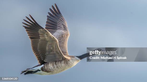 canada goose - geese flying stock pictures, royalty-free photos & images