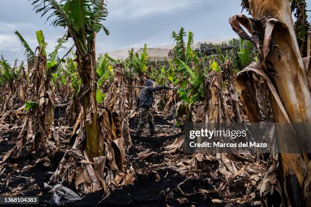 Worker is seen doing cleaning tasks in a destroyed banana plantation covered with volcanic ash caused by the eruption of the Cumbre Vieja volcano on...