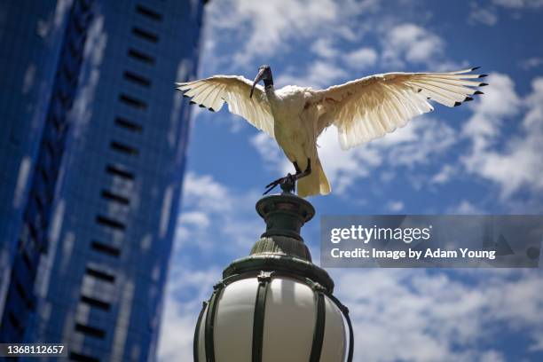 ibis spreads its wings - ibis stockfoto's en -beelden