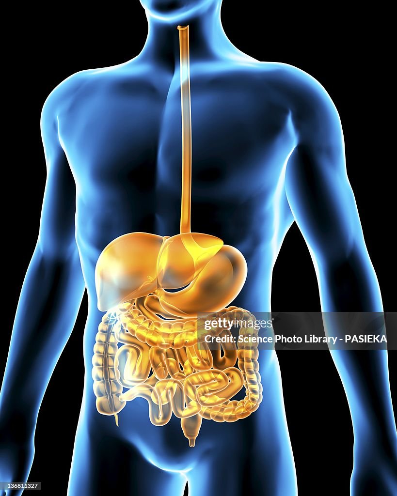 Human digestive system, artwork