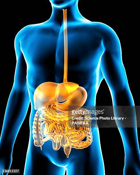 human digestive system, artwork - stomach anatomy stock illustrations