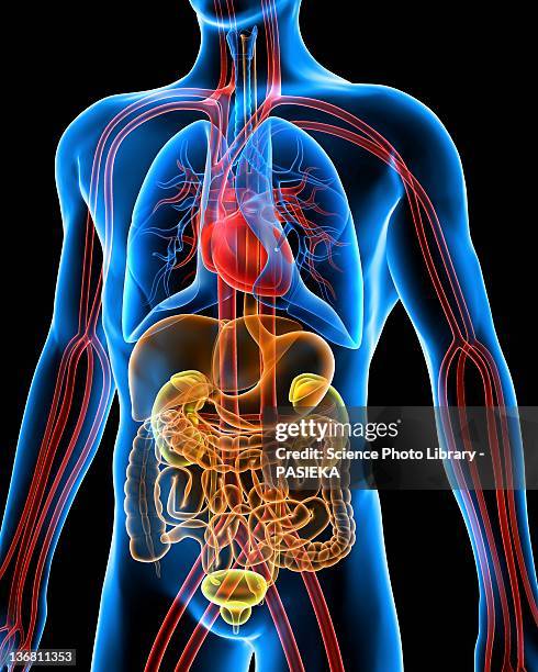 human anatomy, artwork - blood system stock illustrations