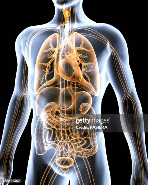 human anatomy, artwork - pancreas stock illustrations