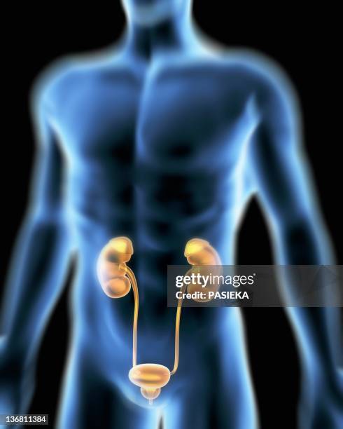 Male Urinary System Photos and Premium High Res Pictures - Getty Images