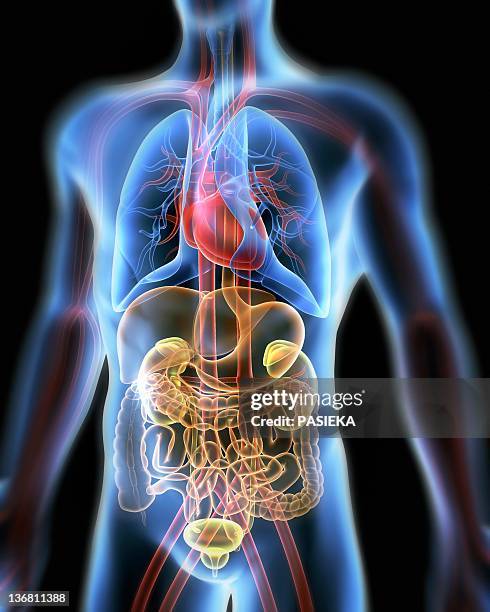 156 Mid Section View Of A Human Skeleton Stock Photos, High-Res ...