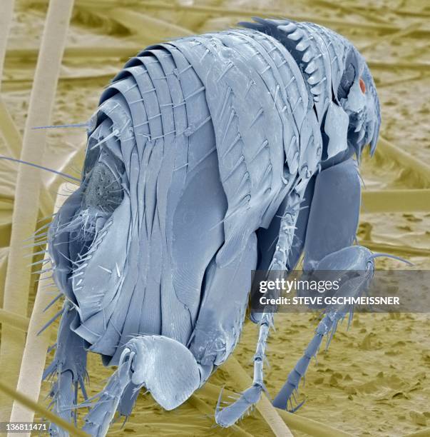 cat flea, sem - cat fleas stock pictures, royalty-free photos & images