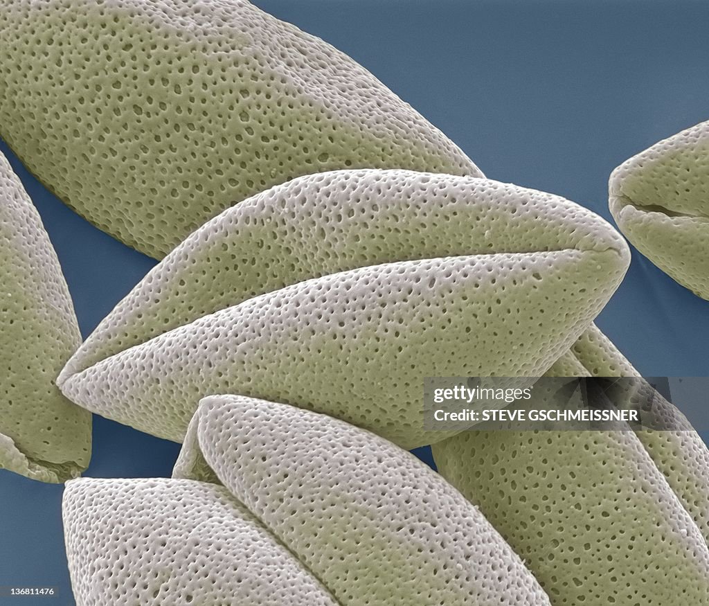 Asparagus pollen grains, SEM