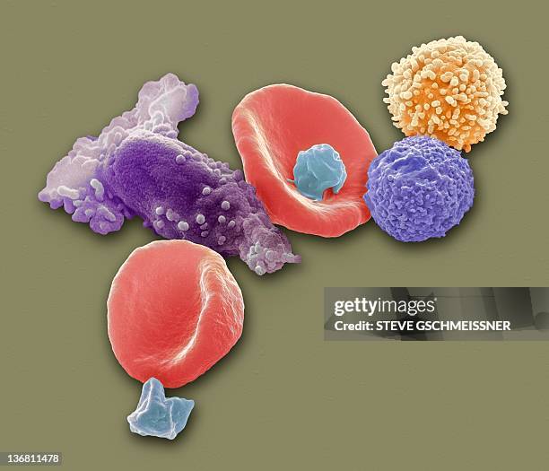 blood cells, sem - platelet stock-fotos und bilder