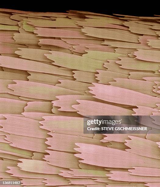 clothes moth scales, sem - tineola bisselliella stock pictures, royalty-free photos & images