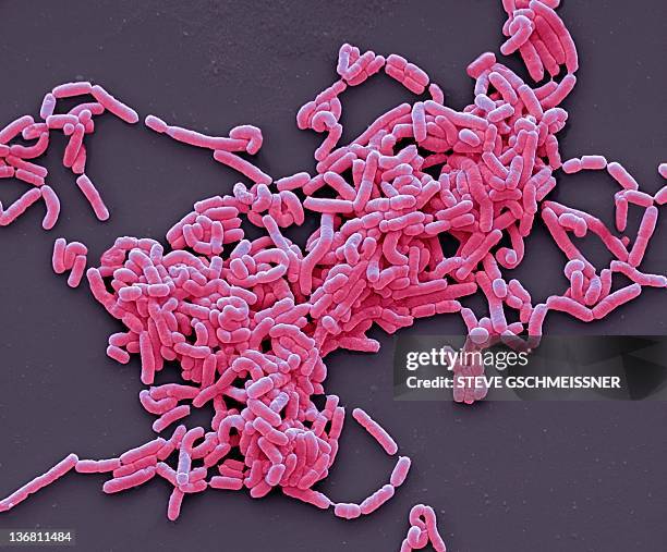 lactobacillus casei bacteria, sem - lactobacillus casei stock pictures, royalty-free photos & images