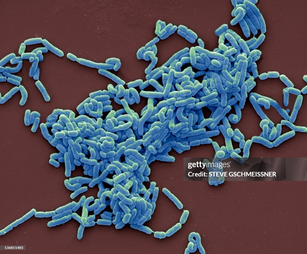 Lactobacillus casei bacteria, SEM