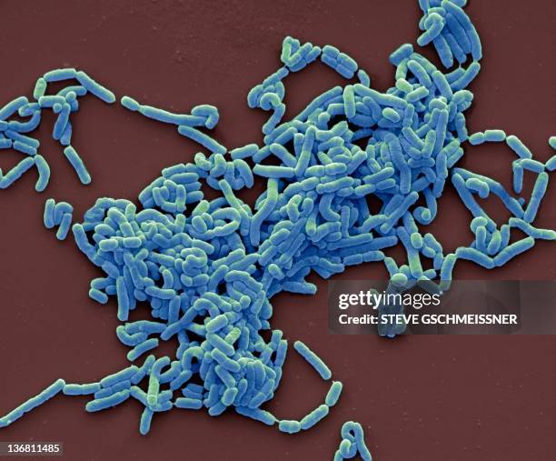 lactobacillus casei bacteria, sem - lactobacillus casei stock pictures, royalty-free photos & images