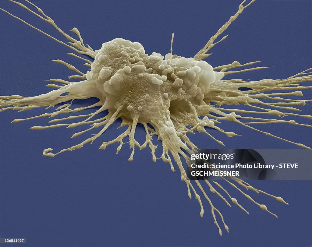 Pluripotent stem cell, SEM