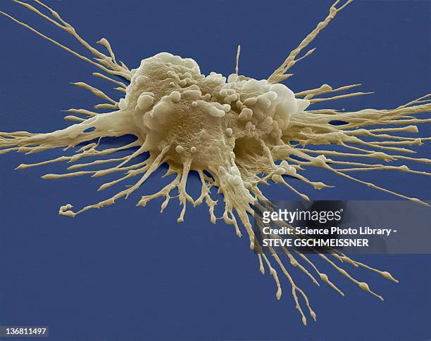 pluripotent stem cell, sem - macrophage stock pictures, royalty-free photos & images