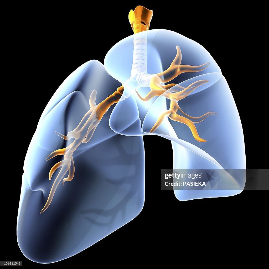 Lungs And Bronchial Tree Artwork High Biology Diagrams