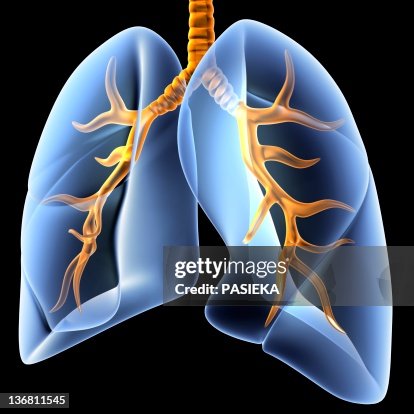 Lungs and bronchial tree, artwork Lungs and bronchial tree, artwork