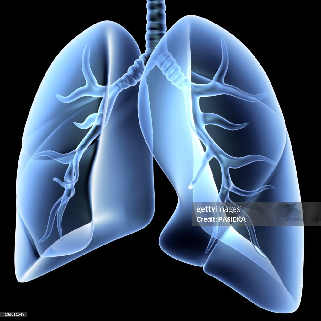 Lungs And Bronchial Tree Artwork High Biology Diagrams