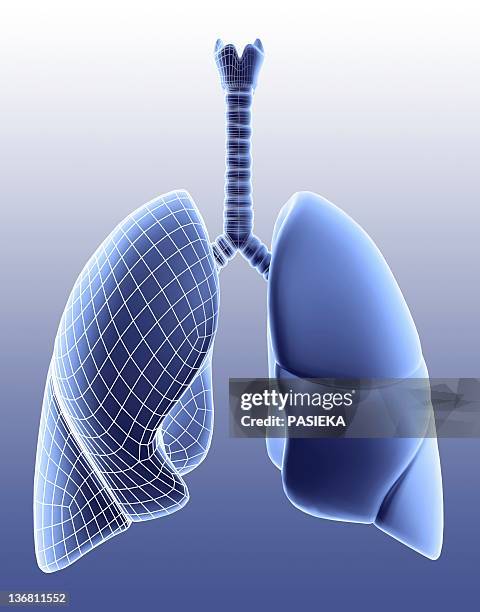 lungs, artwork - sack stock illustrations
