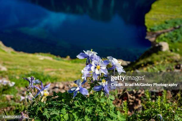 colombian flowers, blue lake - columbine colorado stock pictures, royalty-free photos & images