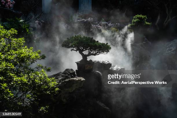 view of bonsai tree - bonsai tree stock pictures, royalty-free photos & images