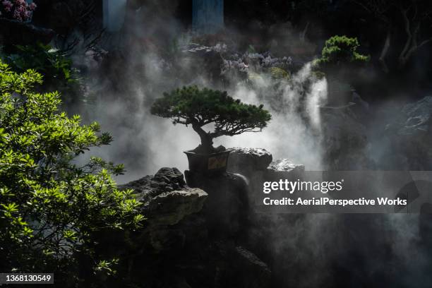 view of bonsai tree - bonsaiträd bildbanksfoton och bilder