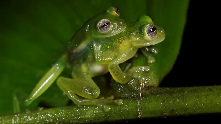 Amplexus 214 Frog Photo Stock Videos, Footage, & 4K Video Clips - Getty Images