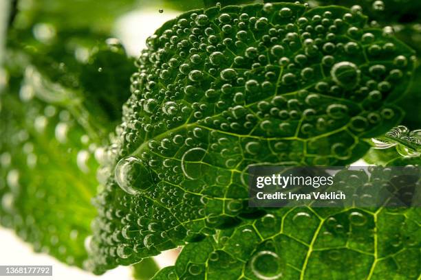 mint leaves in sparkling water with bubbles. - mint leaves stock-fotos und bilder