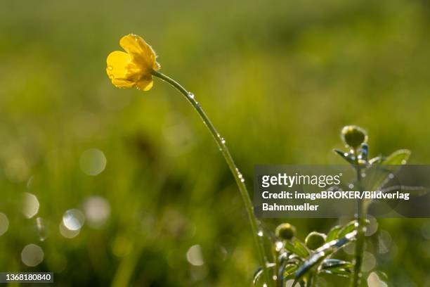 greater spearwort (ranunculus lingua), flower, upper bavaria, bavaria, germany - ranunculus lingua stock pictures, royalty-free photos & images
