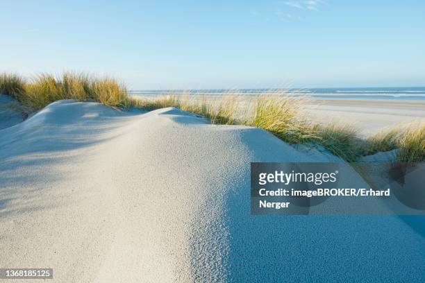 dune landscape, langeoog, lower saxony, germany - langeoog photos et images de collection