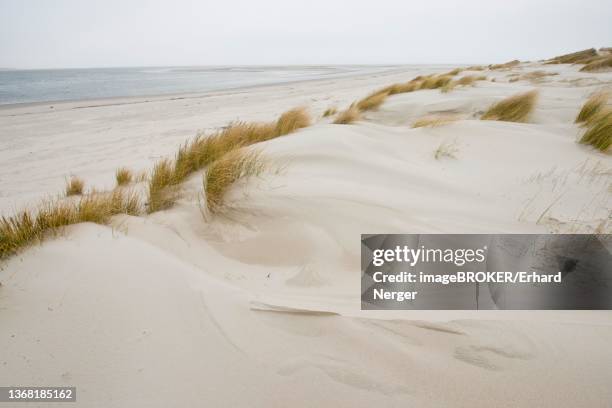 dune landscape, langeoog, lower saxony, germany - german north sea region stock pictures, royalty-free photos & images