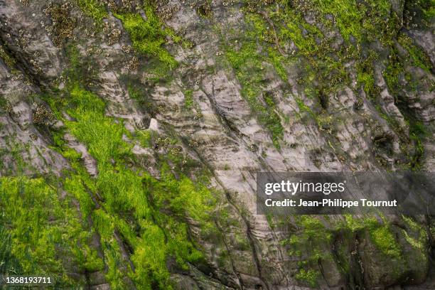 background- rock and moss texture - rock formation texture stock pictures, royalty-free photos & images