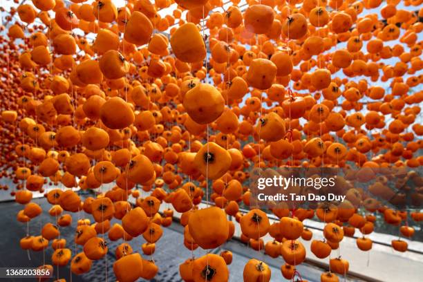 dried persimmons - the technique producing naturally dried persimmons - 8kresolution - kaki stock-fotos und bilder