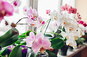 Orchids phalaenopsis flower on window sill. Home plants in blossom. White, purple, pink blooms