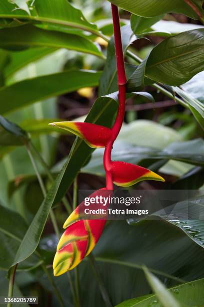 belize, placencia, close up of red flower of heliconia bihai (red palulu) - heliconia bihai stock pictures, royalty-free photos & images