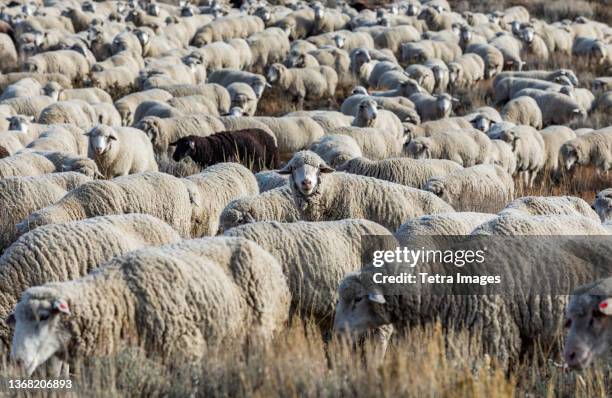 flock of sheep in field ahead of trailing of the sheep festival - ketchum idaho stock pictures, royalty-free photos & images