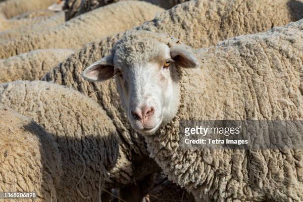 sheep in field ahead of trailing of the sheep festival - ketchum idaho stock pictures, royalty-free photos & images